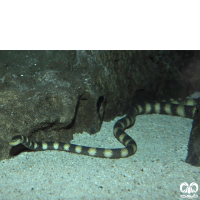 گونه مار دریایی حلقه دار Annulated Sea Snake